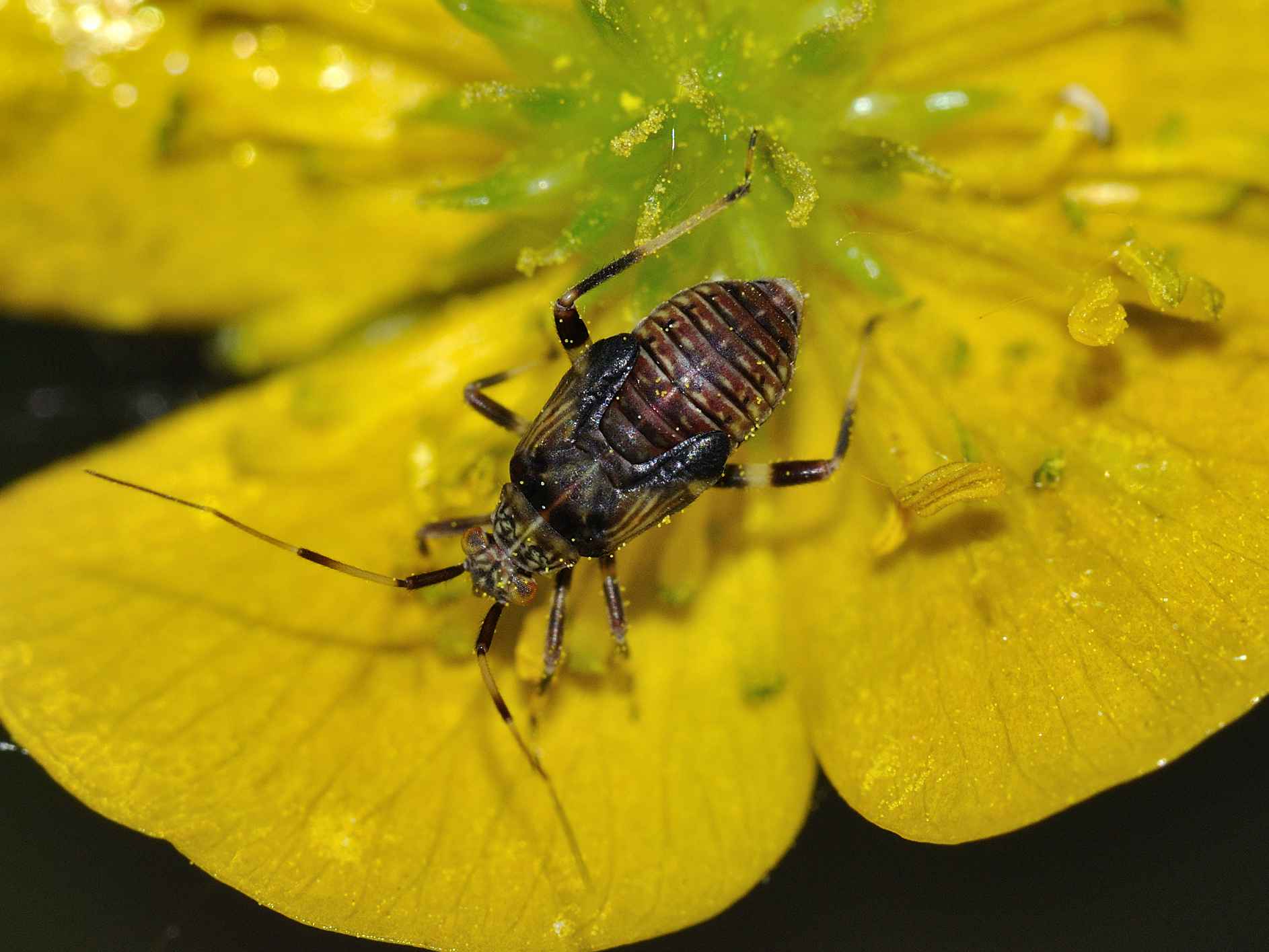 ID Heteroptera 1 Ninfa